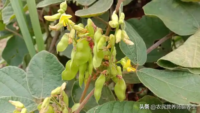 农民叫它"山黑豆",图片煮水妙用多,及名长在世外桃源般的称野地方真好