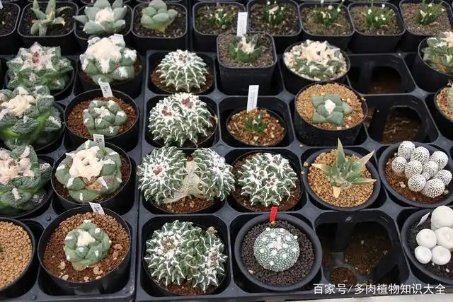 来自日本的美丽仙人球,这个大棚里的植物价格可不便宜