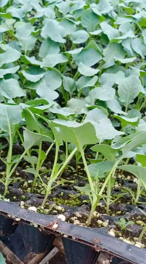 100天松花菜苗有机菜花苗晚熟品种菜花育苗厂