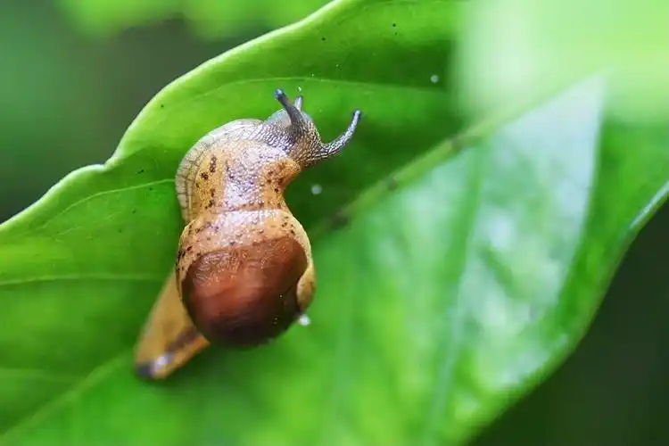 邂逅.奇妙的无壳蜗牛.蛞蝓