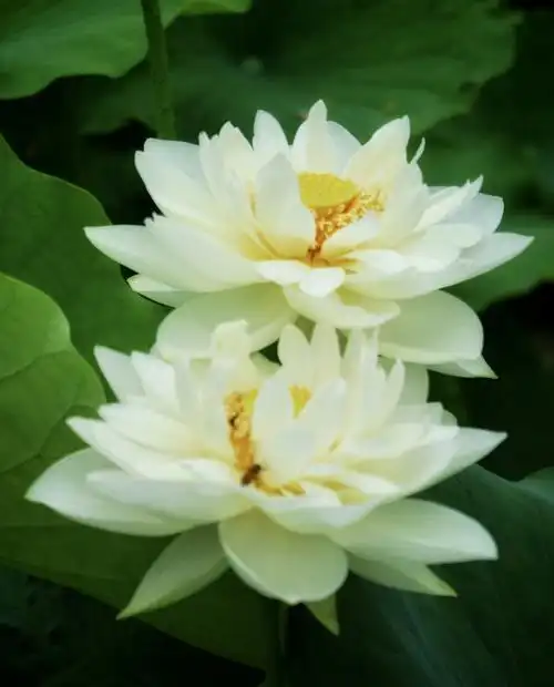 【首发】白莲花迎夏(九)