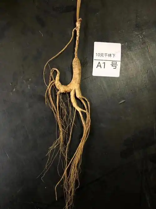 林下参芦头23指须毛完整