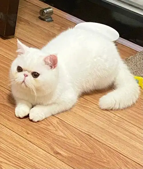 长沙纯白加菲找女朋友