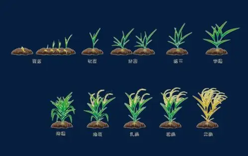 小满节气装饰插画绿色植物水稻元素