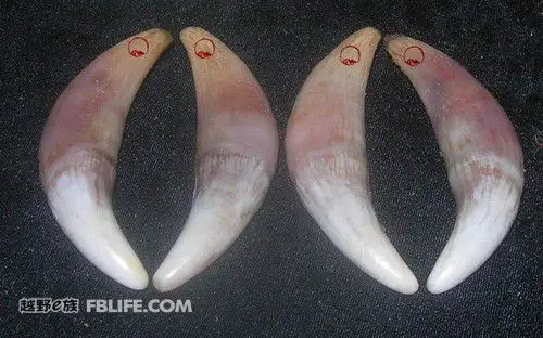 狼牙与狗牙树脂牙的鉴别