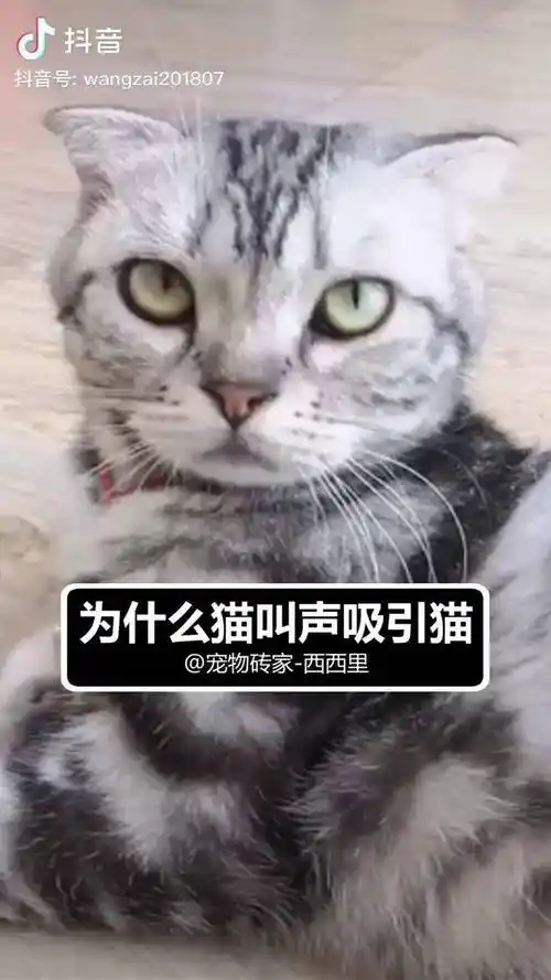 这三种常见猫叫声分别是什么意思 宠物科普 猫咪的迷