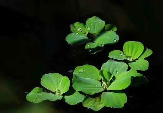 水上的浮萍歇后语:无依无靠,随波逐流,萍水相逢