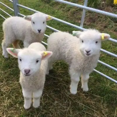 羊头像图片大全真羊 好看的羊微信头像图片 - qq高清头像 - 520个性网