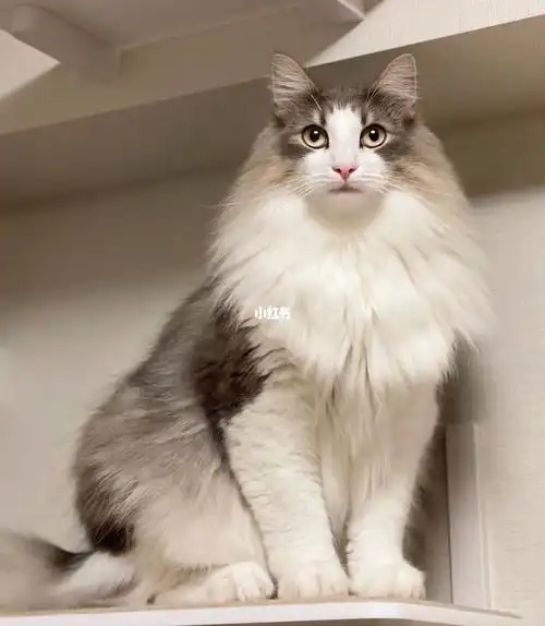 挪威森林猫