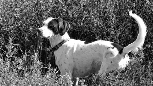 hunting dog on the trail of a scent