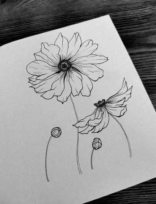 黑白画初学者必临摹:简单又美!