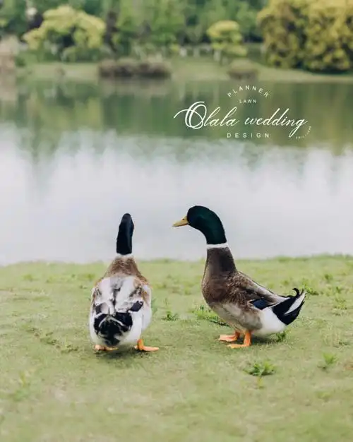 鲜花湖边小鸭子有爱的婚礼