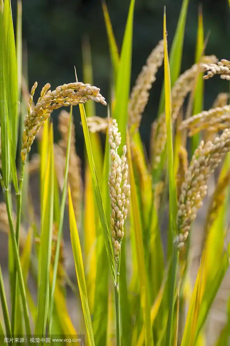 秋天成熟的麦穗
