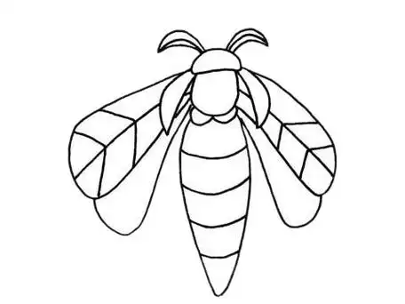 飞蛾怎么画 飞蛾简笔画步骤图解教程及图片大全,简笔画图片