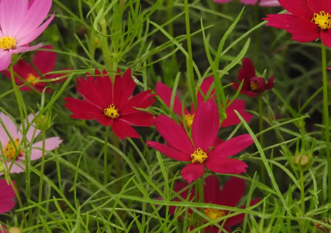 红色的波斯菊植物.
