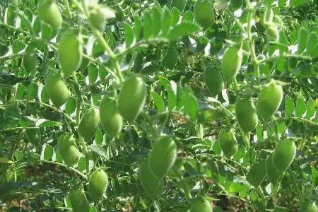 鹰嘴豆的养殖方法和注意事项