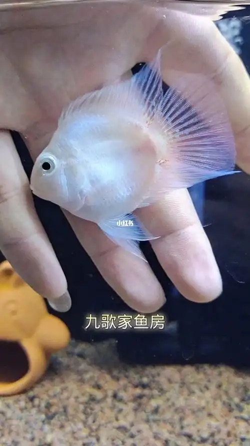 白金迷你鹦鹉鱼