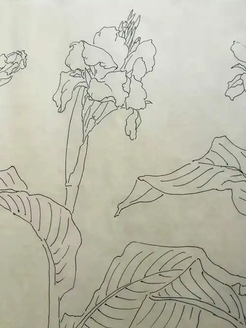 大凯写生白描长卷美人蕉篇