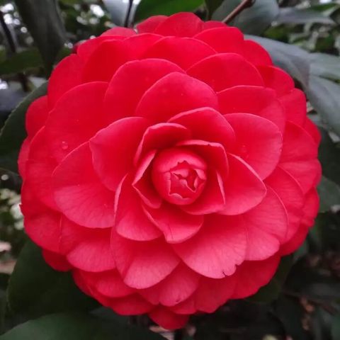 茶花赤丹十八学士九芯美丹盆栽园林绿化工程场地直销绿植花卉