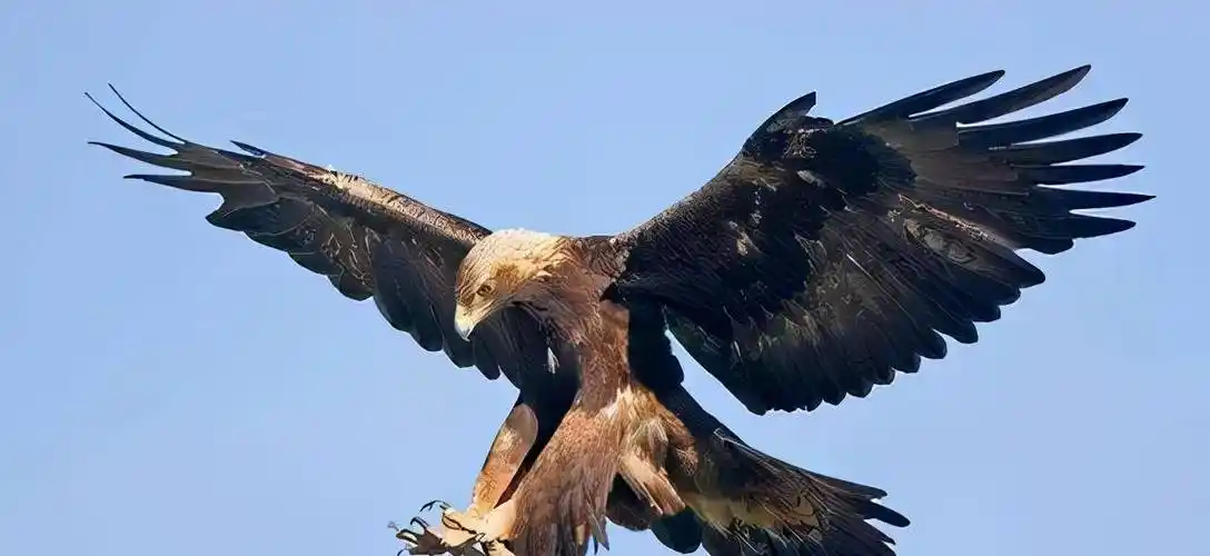 2012年东北出现一巨雕,无视他人只攻击一人,查出真相后其被判刑