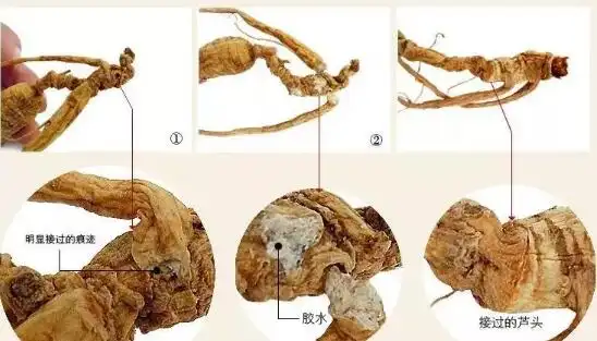教你鉴别什么是真正的野山参!不知道的赶紧收藏!__凤凰网