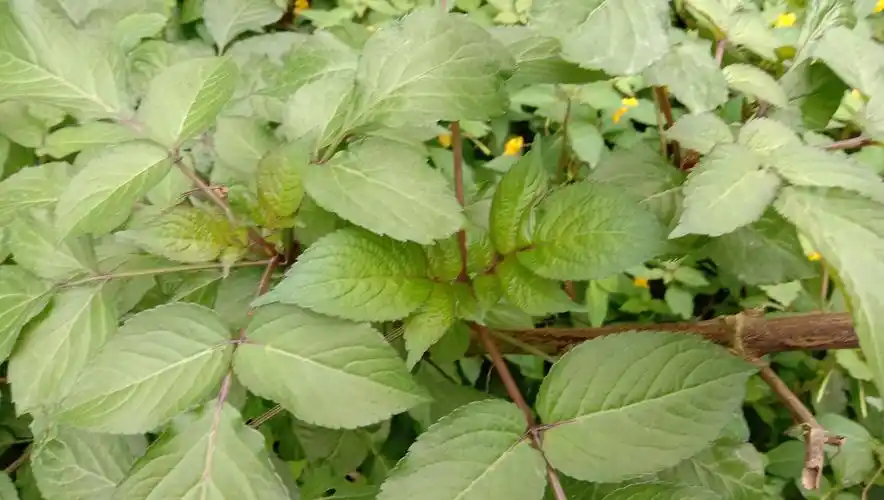 这个接骨草在农村实在是太多了,农民很讨厌它,但又