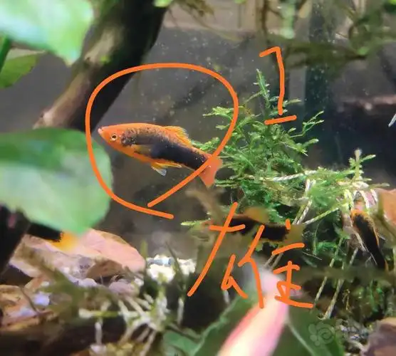 月光鱼,看雌雄,各大咖,早起咯!