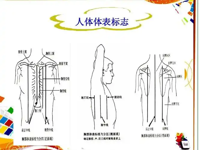新建 科系讲课白听诊microsoft powerpoint 肺部听诊课件幻灯片 (3)