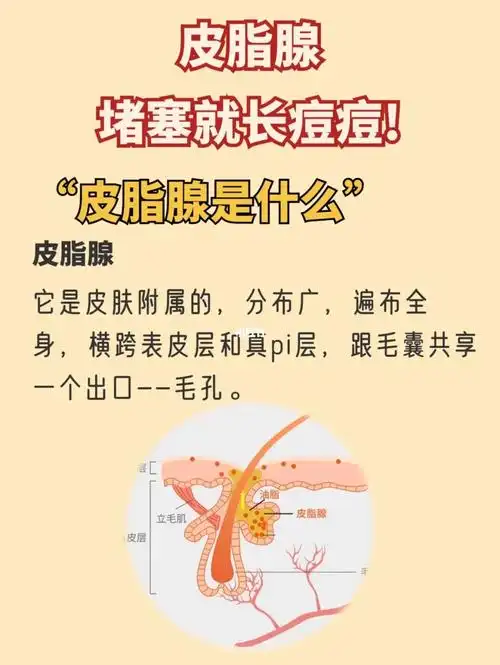 你了解皮脂腺吗71堵塞毛孔的原因是什么呢71