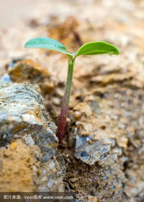 幼苗在岩石的山地土壤中发芽