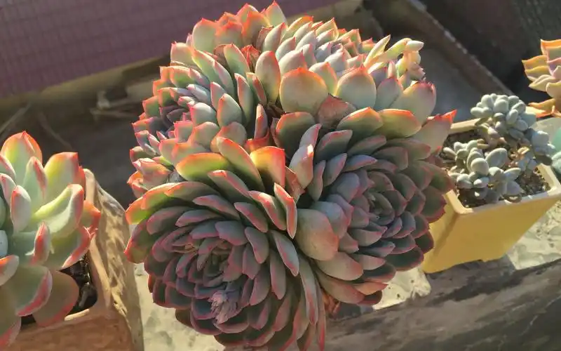 我的多肉---莎莎女王