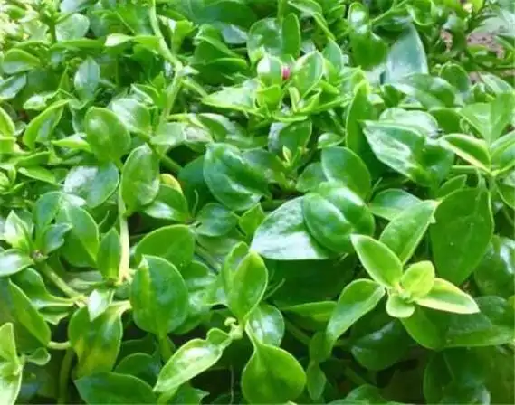 田七的功效与作用禁忌 野三七的功效与作用点_功效与作用