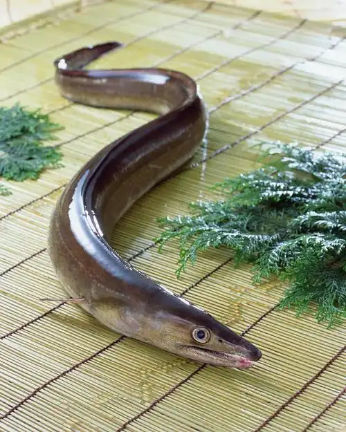 鳗鱼是海鱼还是淡水鱼