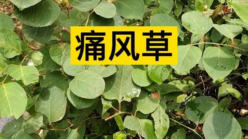 虎杖痛风草
