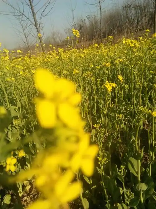 一钩新月_帖子_oppo手机官方社区