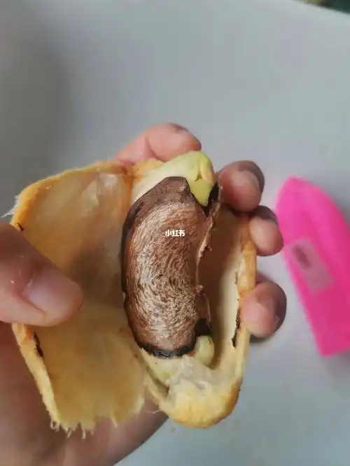 原来芒果种子是这样的