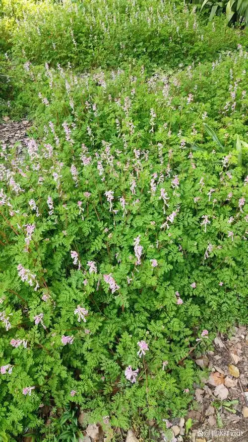 上海辰山植物园景观大赏