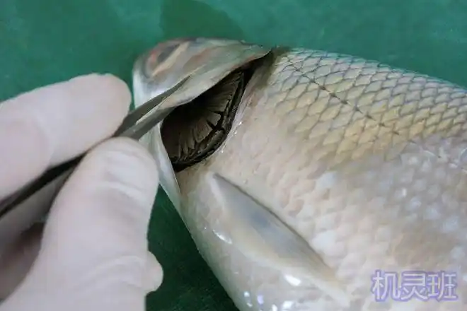 怎么解剖一条鱼(步骤图解)