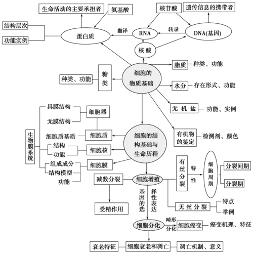 高中生物概念图汇总(完整版)