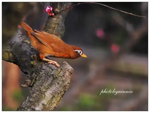 标题:林鸟连连看
