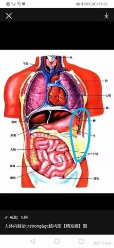 左最后一根肋骨附近疼,找不到具体痛点,有时会衍射到身体侧边,不是巨