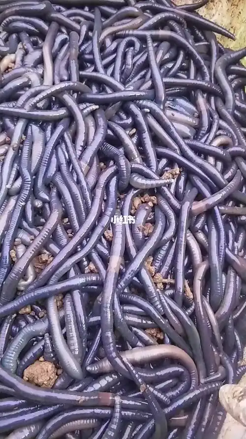 长年大量回收野生蚯蚓干