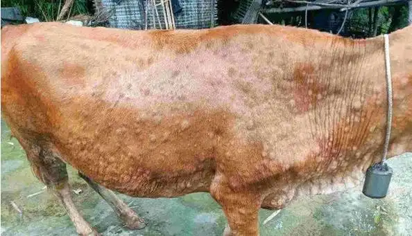 skin disease,lsd)又称牛疙瘩皮肤病,结节性皮炎,伪荨麻疹(pseudourt