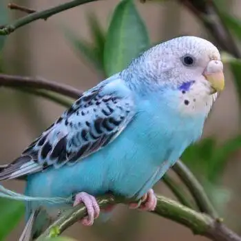 展开全部 蓝色虎皮鹦鹉