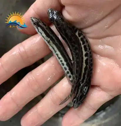 基地生产乌鳢苗生鱼苗批发市场漾濞槐荫桥南片区乌鳢苗出售