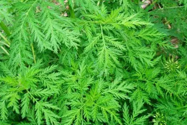 清明节踏青遇中草药别乱摘