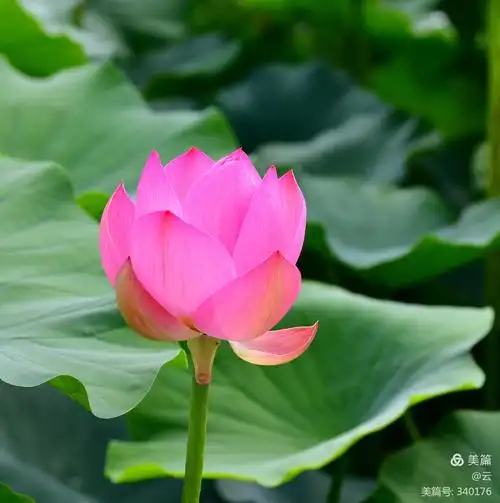 轻风拂翠柳 荷花映曰红
