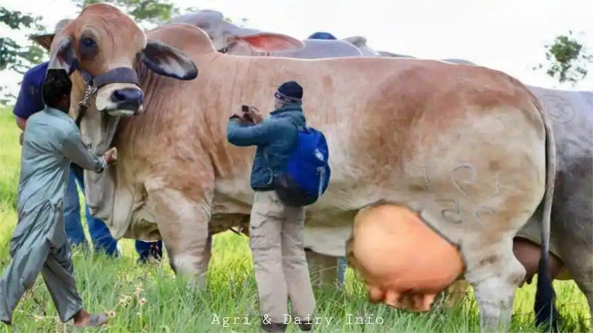 雄壮的婆罗门牛,是牛中的杂交之王,一分钟让你了解巨大的婆罗门-动物