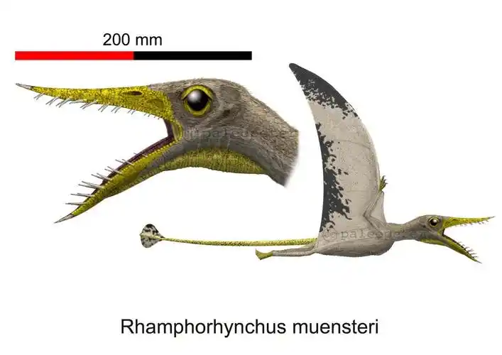 喙嘴龙(rhamphorhynchus)是一种体型较小而且相对原始的翼龙,就算是加