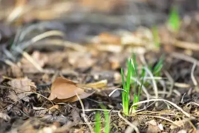 河北保定,春天植物园刚刚发芽的小草